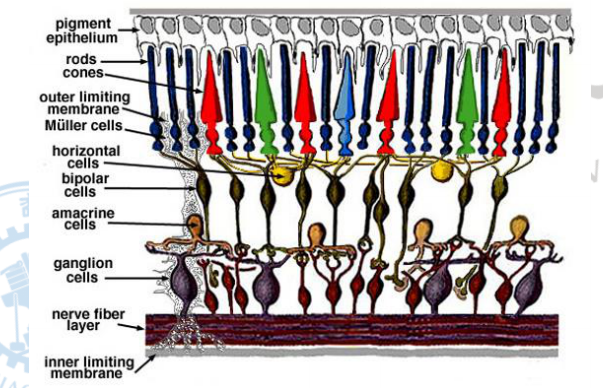 视网膜的结构如下